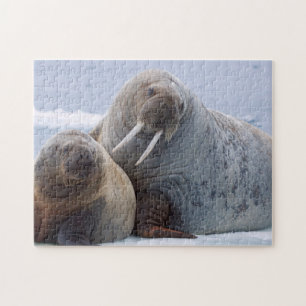 Puzzle Morse femelle et son petit reposent sur une banqui