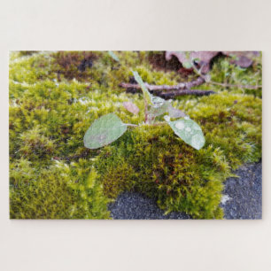 Puzzle Mosses