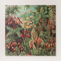 Mosses, Muscinae Laubmoose par Ernst Haeckel