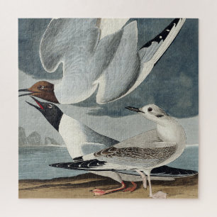 Puzzle Mouette de Bonaparte de Birds of America
