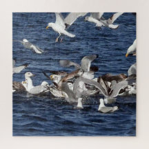Mouettes majestueux chassant les lançons dans l'oc