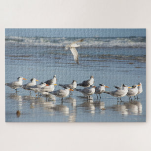 Puzzle Mouettes sur la plage de Floride