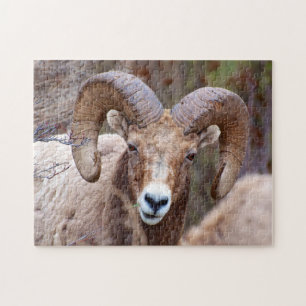 Puzzle Mouflon des montagnes rocheuses