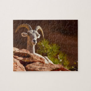 Puzzle Mouflon du désert (Ovis canadensis nelsoni).