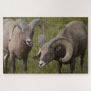 Puzzle Mouflons de Bighorn dans le parc national des Badl
