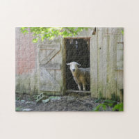 Moutons de pays