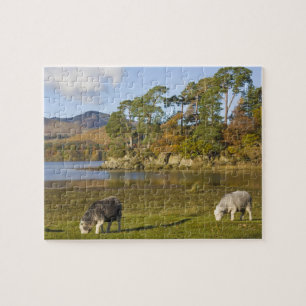 Puzzle Moutons Herdwick à Friars Crag, Derwentwater, 2