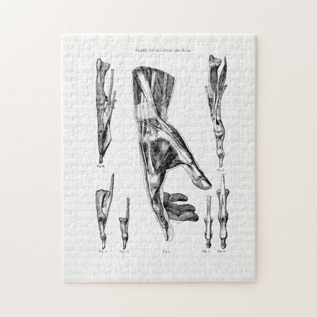 Puzzle Muscles d'art de l'Anatomie de la main et du poign (Vertical)