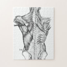 Muscles du dos d'art noir et blanc d'anatomie