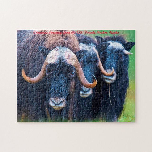 Puzzle Muskox Alaska. voeux de Noël (Horizontal)