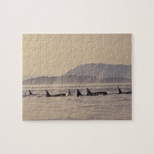 Puzzle N.A., États-Unis, Washington, San Juan Islands Orc