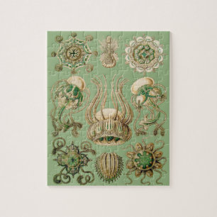 Puzzle Narcomedusae d'Ernst Haeckel