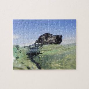 Puzzle Natation de chien