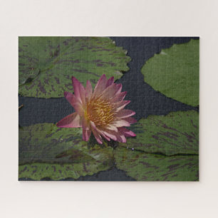 Puzzle Nénuphar rose