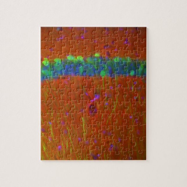 Puzzle Neurones 4 de Hippocampal (Vertical)