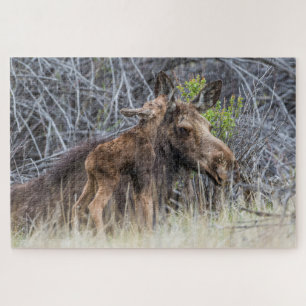 Puzzle Newborn Moose Calf Nuzzling its Mother