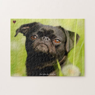 Puzzle Notre chien Griffon Notre animal de compagnie Puzz