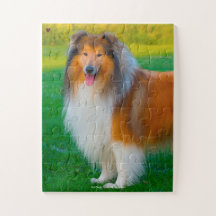 Notre Rough Collie, l'animal de compagnie de notre