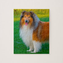 Notre Rough Collie, l'animal de compagnie de notre