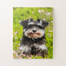 Notre Schnauzer notre animal de compagnie familial