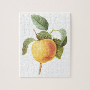 Puzzle Nourriture de fruits anciens, pomme Calville par R