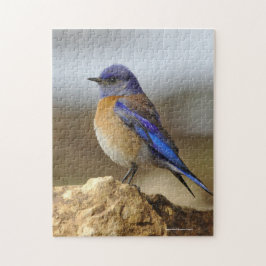 Puzzle Oiseau, Bluebird,