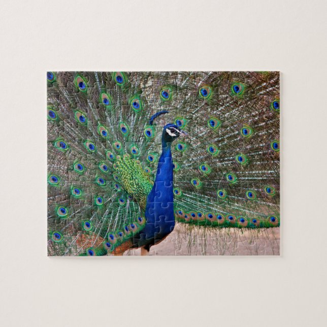 Puzzle Oiseau de paon dans le plein affichage (Horizontal)