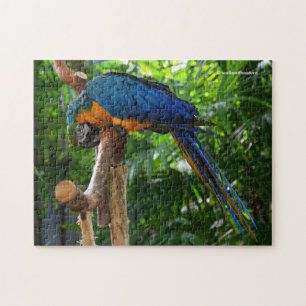 Puzzle Oiseau de perroquet bleu et or macaw