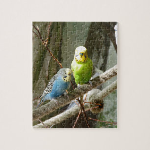 Puzzle Oiseau de perruche