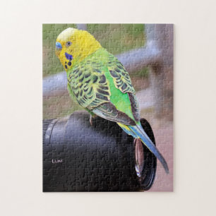 Puzzle Oiseau de perruque lumineux sur lentilles de camér
