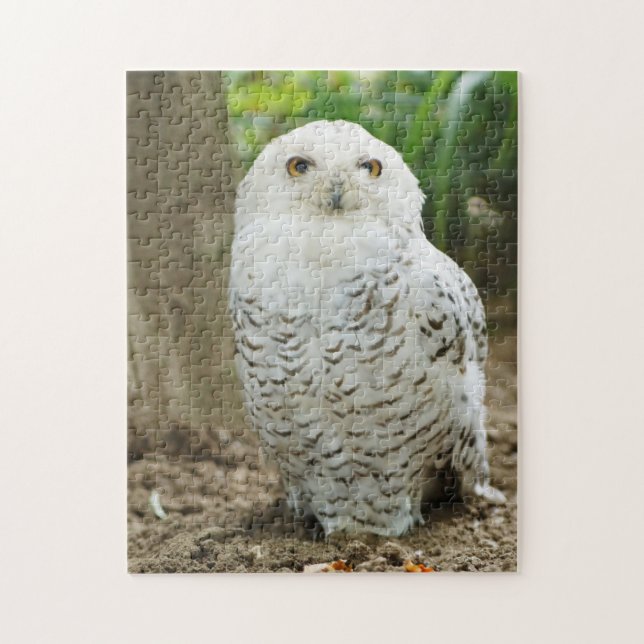 Puzzle Oiseau de proie de la Chouette à oeil croisé (Vertical)