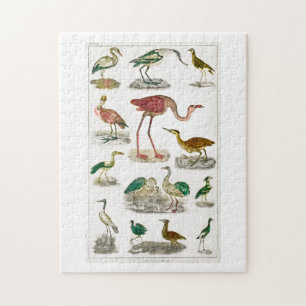 Puzzle oiseau, oiseaux, sans vol, nouvelle-zélande, sans 
