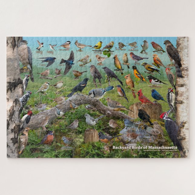 Puzzle Oiseaux de jardin du Massachusetts (Horizontal)