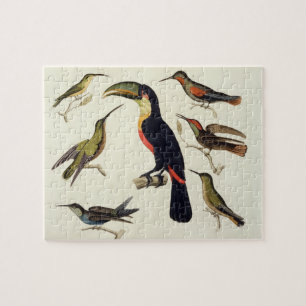 Puzzle Oiseaux indigènes, y compris le toucan (centre),