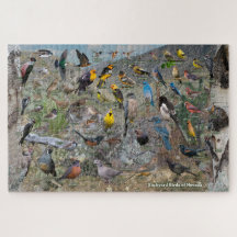 Oiseaux jardins du Nevada