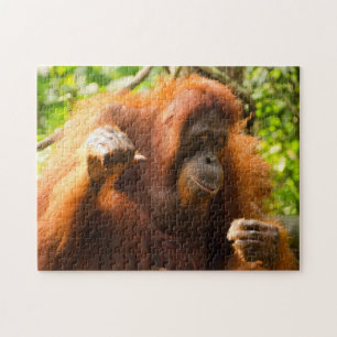 Puzzle Orang-outan Zoo de Singapour .