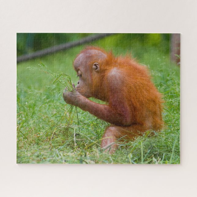 Puzzle Orang-outans. (Horizontal)