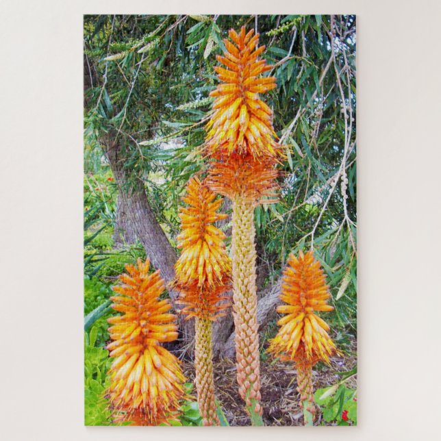 Puzzle Orange Tall Hot Poker Flowers, (Vertical)