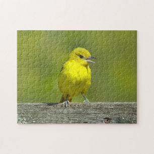 Puzzle Orchard Oriole - Photo originale