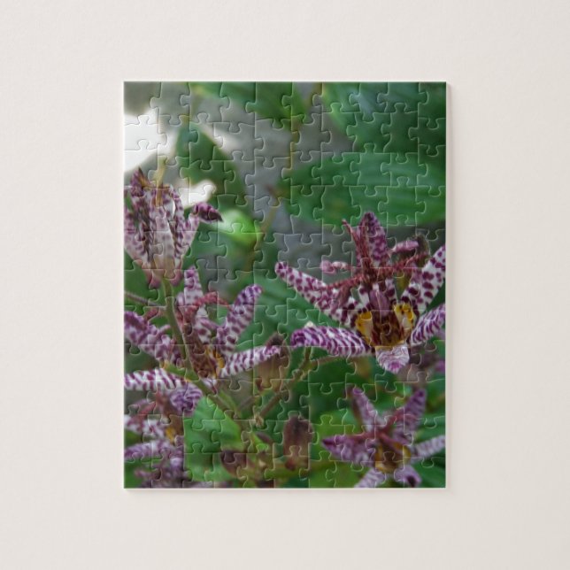 Puzzle Orchidée blanche rayée violette rose comme lys de  (Vertical)