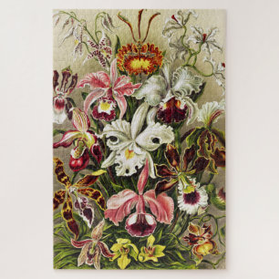 Puzzle Orchidées, Orchidées Denusblumen Ernst Haeckel