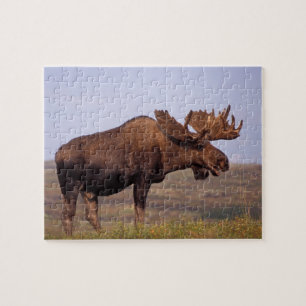 Puzzle orignal, Alces alces, taureau avec grands bois