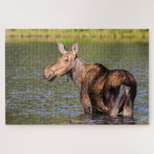 Puzzle Orignal se nourrissant dans le parc national de Gl