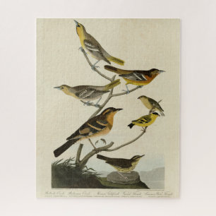 Puzzle Orioles, Thrushes, des oiseaux d'Amérique d'Audubo