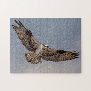Puzzle Osprey in flight