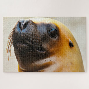 Puzzle Otaries de nos mers