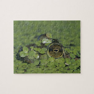 Puzzle Ouaouaron, Rana catesbeiana, adulte dans la lentil