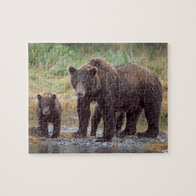 Puzzle ours brun, Ursus arctos, grizzli, Ursus 3 (Horizontal)