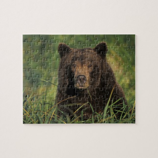 Puzzle ours brun, Ursus arctos, grizzli, Ursus 9 (Horizontal)