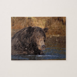 Puzzle ours brun, Ursus arctos, grizzly, Ursus 5